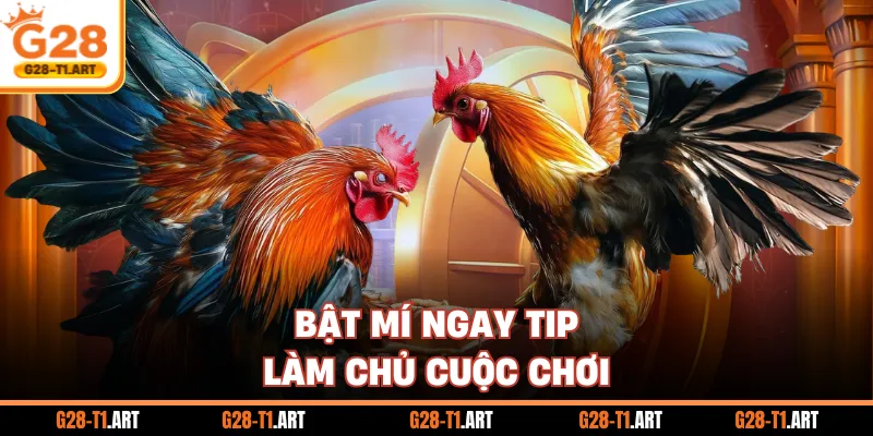 Bật Mí Ngay Tip Làm Chủ Cuộc Chơi